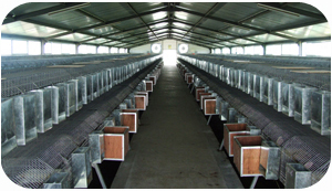  GenScript's Large Scale Antibody Production 

Services