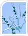 Recombinant Proteins