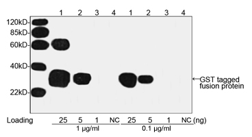 GST Tag Anibody