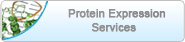 protein expression services