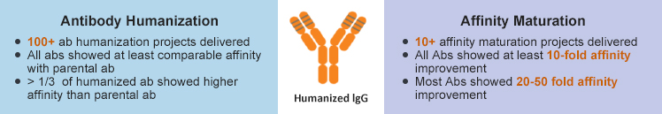 Antibody Humanization & Affinity Maturation Service