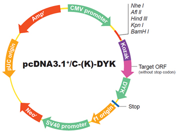 ORFクローンベクターサービス
