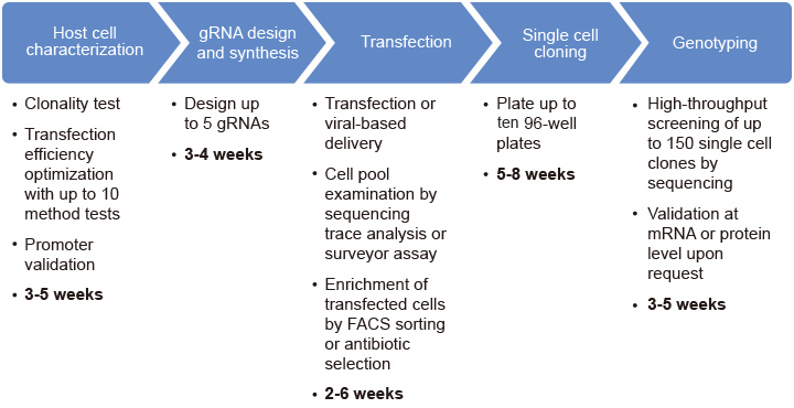 CRISPR gene editing workflow