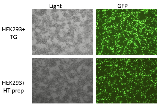 産業グレード vs HT プラスミド調製 産業グレード vs HT プラスミド調製