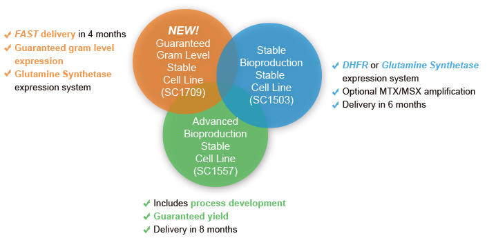 GenScript Production Stable Cell Line Service Options