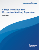 Optimizing Recombinant Antibody Expression