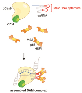 Three components -- dCas9-VP64, sgRNA-MS2, and MS2-p-HSF1 – form the assembled SAM complex