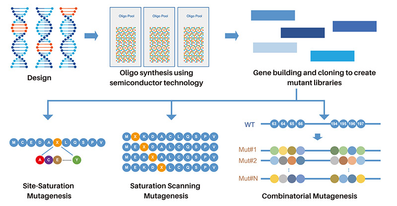 Library assembly is powered by our expertise in de novo gene synthesis and advanced semiconductor technology