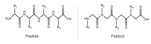 peptoid vs peptide
