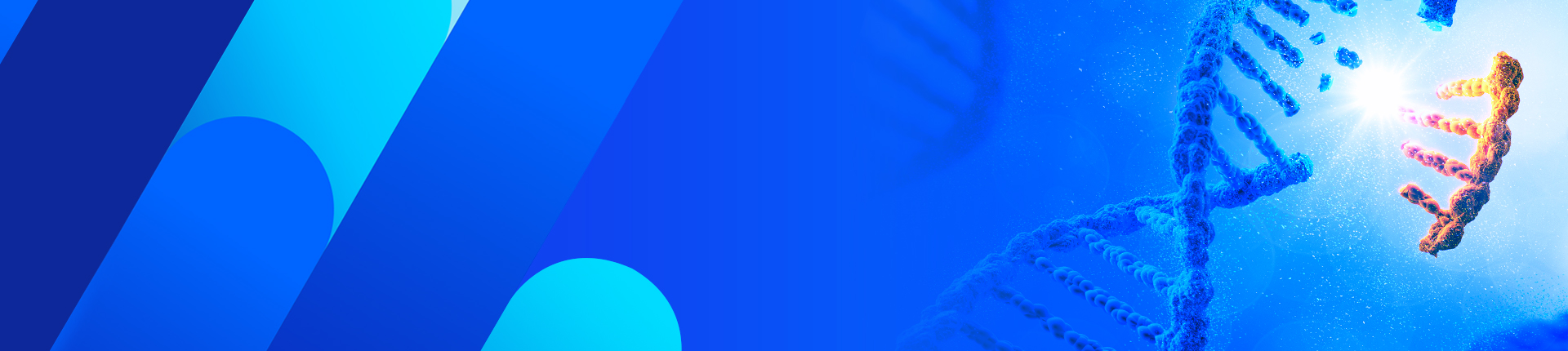 相同組換え修復（HDR）ノックインテンプレート