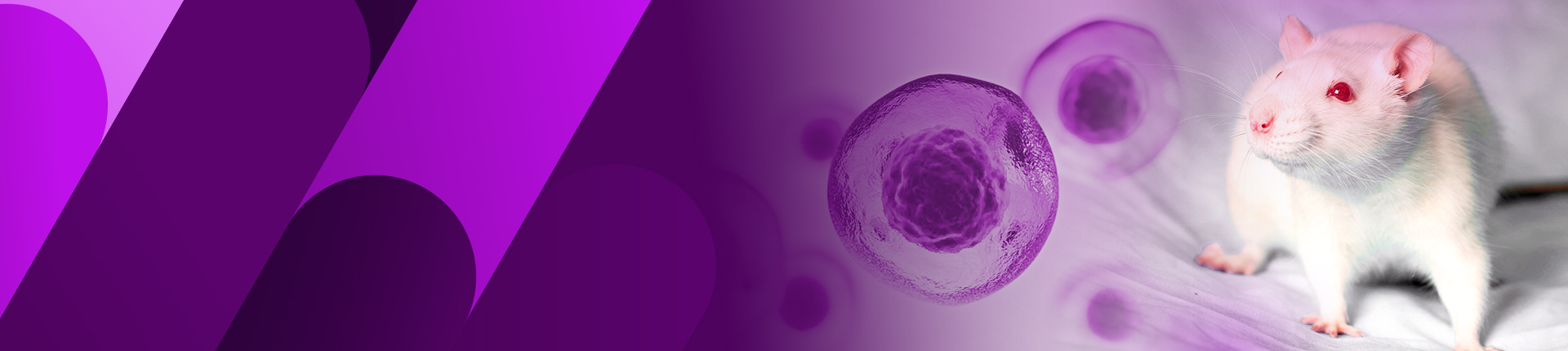 哺乳類系でのリコンビナントタンパク質発現