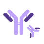 icon antibody production