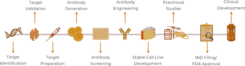 Antibody Drug Discovery