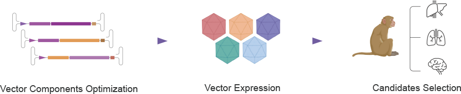 Lead Identification & Optimization