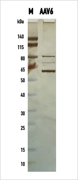AAV 6