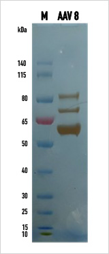 AAV 8