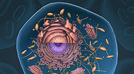 CELL Engineering  Optimization