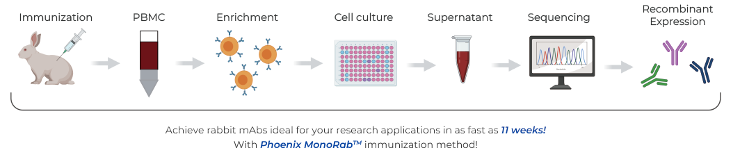 MonoRab™-B細胞クローニングプラットフォームのワークフロー