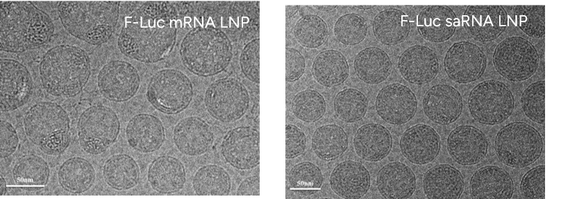 GenScript LNPs showed uniform morphology under cryo-EM characterization   