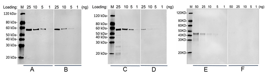 MonoRab was used to develop an anti-FLAG tag antibody for Western blot and IP applications