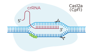 Cas12a/cpf1 crRNA